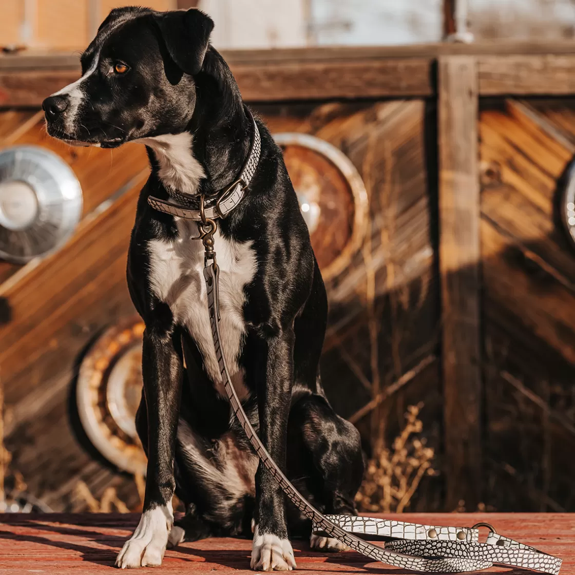 FREEBIRD STORES Dog Collar White Croco Cheap