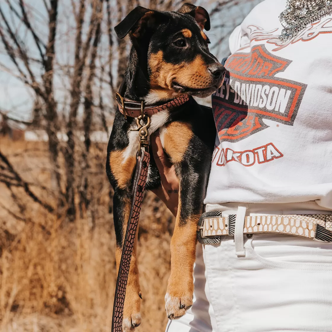 FREEBIRD STORES Dog Collar Pink Croco Sale