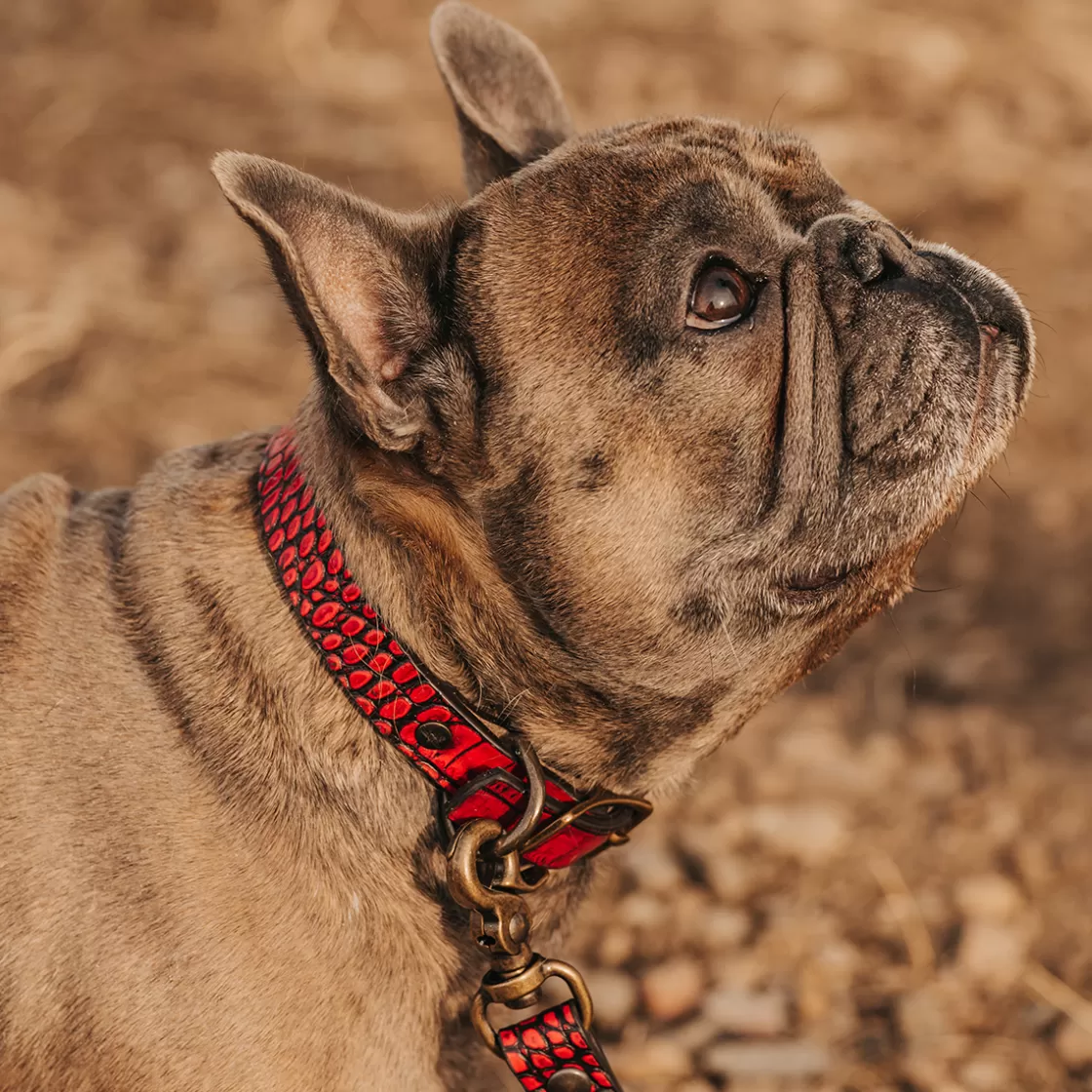 FREEBIRD STORES Dog Collar Red Croco New